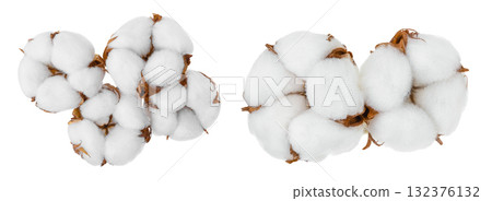 Cotton plant flower isolated on white background with full depth of field Cotton plant flower isolated on white background with full depth of field 132376132