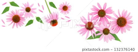 Coneflower or Echinacea purpurea isolated on white background with copy space for your text. Top view. Flat lay Coneflower or Echinacea purpurea isolated on white background with copy space for your text. Top view. Flat lay 132376140