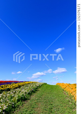 Refreshing autumn flower field Refreshing autumn flower field 132376171