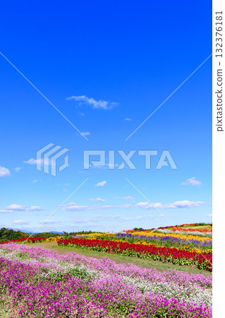 清爽的秋季花田 清爽的秋季花田 132376181