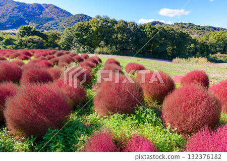 Refreshing autumn flower field Refreshing autumn flower field 132376182