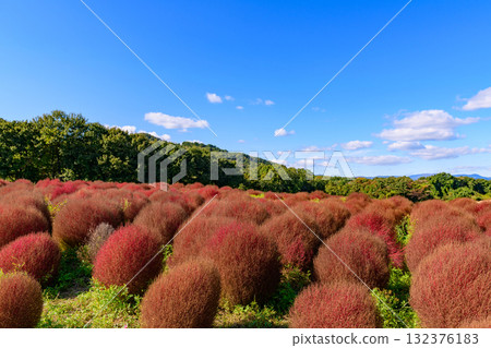 Refreshing autumn flower field Refreshing autumn flower field 132376183