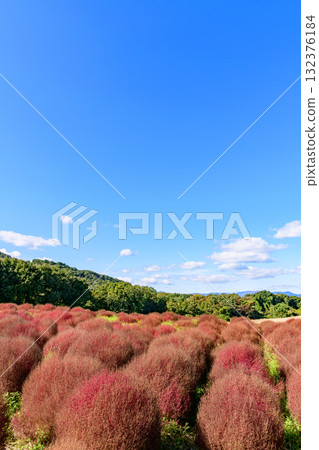 Refreshing autumn flower field Refreshing autumn flower field 132376184