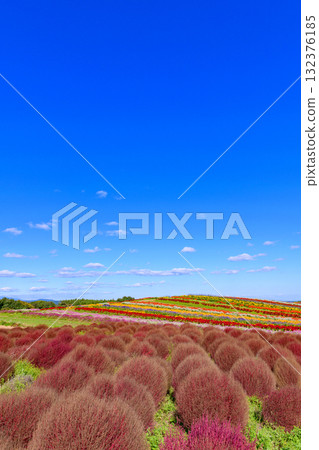 Refreshing autumn flower field Refreshing autumn flower field 132376185