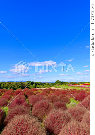 Refreshing autumn flower field Refreshing autumn flower field 132376186