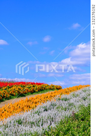 Refreshing autumn flower field Refreshing autumn flower field 132376192