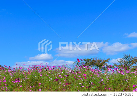 Refreshing autumn flower field 132376195