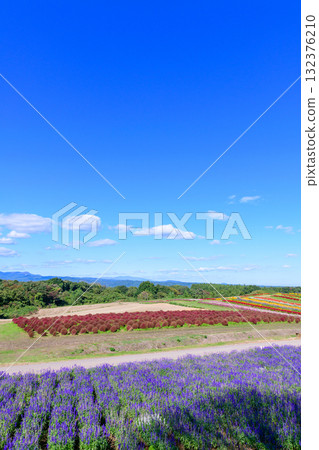 清爽的秋季花田 清爽的秋季花田 132376210