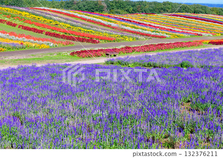 Refreshing autumn flower field Refreshing autumn flower field 132376211