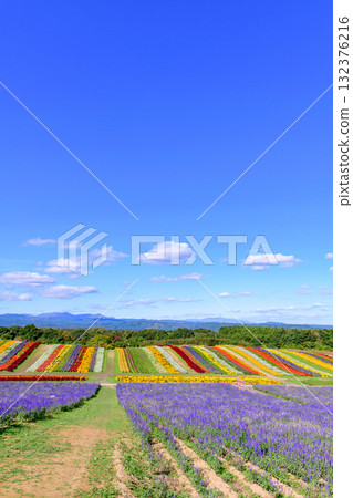 Refreshing autumn flower field Refreshing autumn flower field 132376216