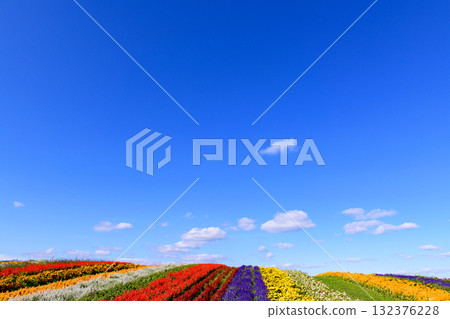 清爽的秋季花田 132376228