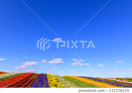 Refreshing autumn flower field 132376229