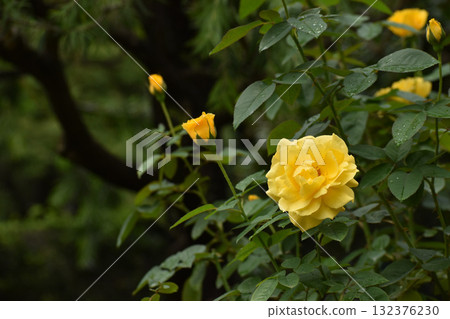 Yellow roses wet in the autumn rain 132376230