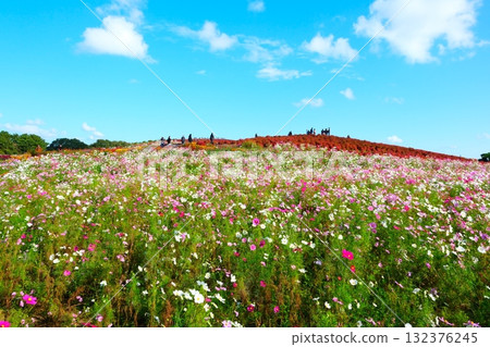 Kokia of the state-owned Hitachihama Beach Park 132376245