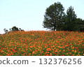 Cosmos field in full bloom on the hill 132376256