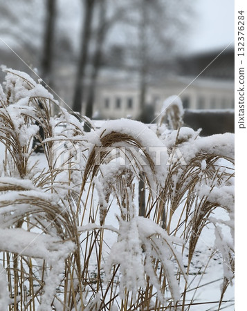 Dry grass covered with the first snow, close-up Dry grass covered with the first snow, close-up 132376284