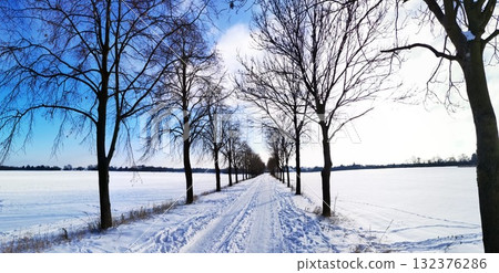 A snow-covered alley with trees on a snowy sunny day 132376286