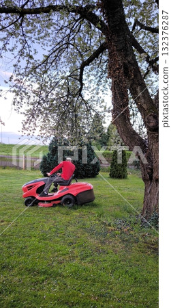 A man mows the lawn with a lawn mower in a blooming spring garden 132376287