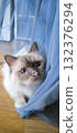 A curious Burmese cat peeks out from behind a blue cloth 132376294