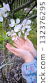 Children's hands holding a blossoming apple tree branch in spring 132376295