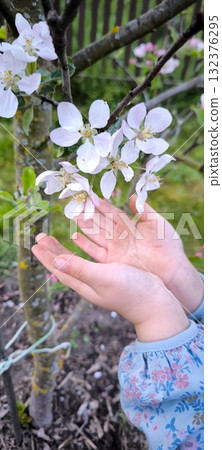 Children's hands holding a blossoming apple tree branch in spring 132376295