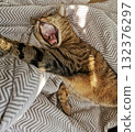Yawning Bengal cat, total relaxation 132376297