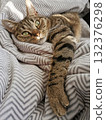 Relaxed tabby cat on a soft blanket 132376298