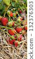 Excellent strawberry harvest in the village garden 132376303