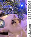 A curious kitten sits under a glowing Christmas tree. 132376306
