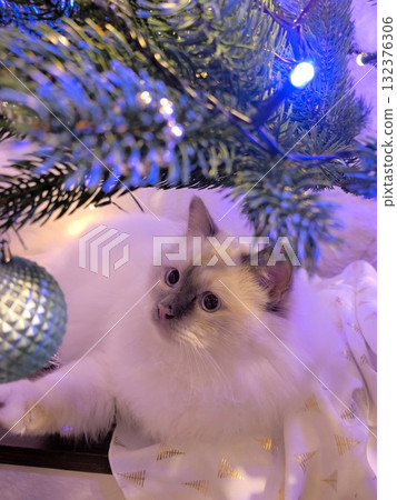 A curious kitten sits under a glowing Christmas tree. 132376306