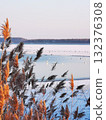 Dry reeds against the backdrop of a frozen pond 132376308