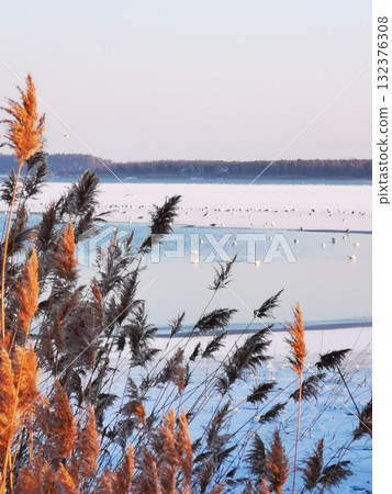 Dry reeds against the backdrop of a frozen pond 132376308