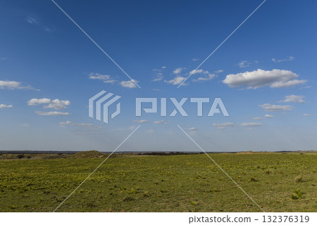 Pampas grass landscape, La Pampa province, Patagonia, Argentina. Pampas grass landscape, La Pampa province, Patagonia, Argentina. 132376319