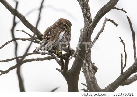 Ferruginous Pygmy owl, Glaucidium brasilianum, Calden forest, La Pampa Province, Patagonia, Argentina. 132376321