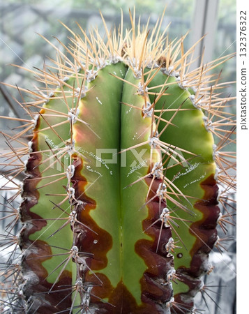 花星草“般若” 132376322