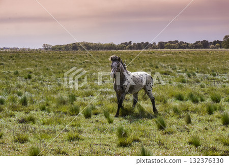 Herd of horses in the coutryside, La Pampa province, Patagonia,  Argentina. 132376330
