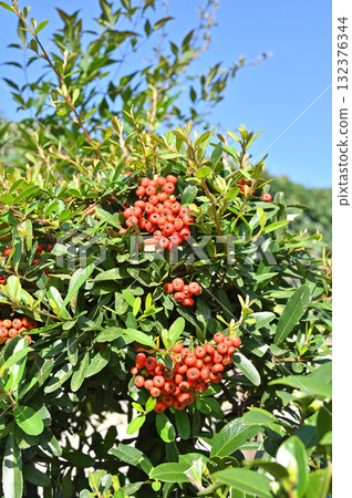 Tree: Pyracantha, Rosaceae Tree: Pyracantha, Rosaceae 132376344