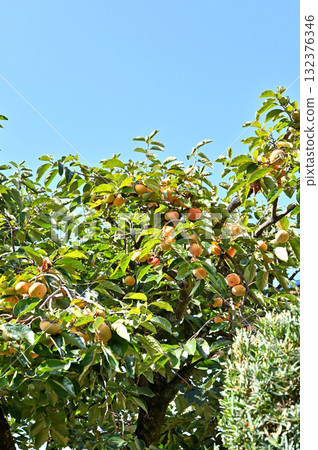 Tree: Okinawa Okinawa Tree: Okinawa Okinawa 132376346