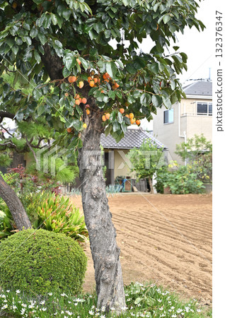Tree: Okinawa Okinawa Tree: Okinawa Okinawa 132376347