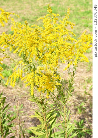 Plant: Solidago altissus 132376349