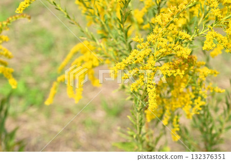 植物：一枝黃花 132376351