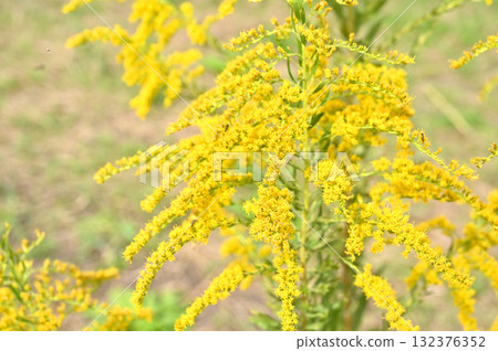 Plant: Solidago altissus 132376352