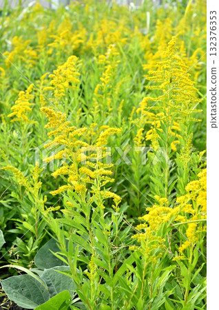 Plant: Solidago altissus Plant: Solidago altissus 132376353