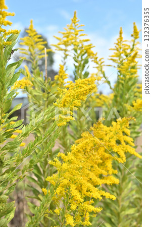 Plant: Solidago altissus 132376355