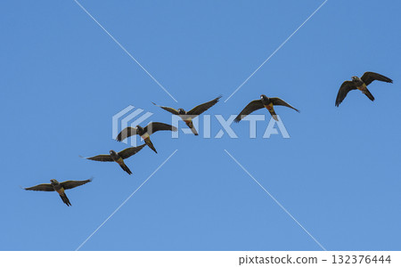 Burrowing Parrot in flight, La Pampa Province, Patagonia, Argentina Burrowing Parrot in flight, La Pampa Province, Patagonia, Argentina 132376444