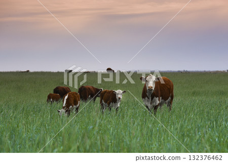 Cattle raising with natural pastures in Pampas countryside, La Pampa Province,Patagonia, Argentina. Cattle raising with natural pastures in Pampas countryside, La Pampa Province,Patagonia, Argentina. 132376462