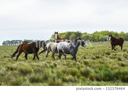 Herd of horses in the coutryside, La Pampa province, Patagonia, Argentina. Herd of horses in the coutryside, La Pampa province, Patagonia, Argentina. 132376464