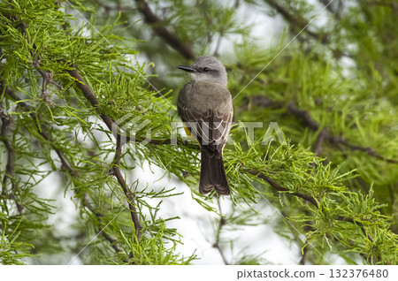 Tropical Kingbird  Calden Forest environment, La Pampa  132376480