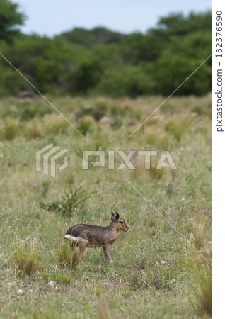 Desert cavi eating, Patagonia, Argentina 132376590
