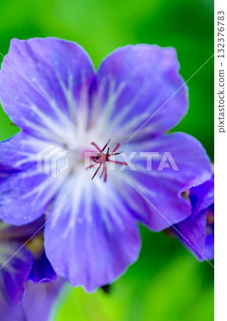 Takanegunnaifuuro (Takanegunnaifuuro) colonies on Mt. Akaishi. Climbing Mt. Akaishi in the Southern Alps. Takanegunnaifuuro (Takanegunnaifuuro) colonies on Mt. Akaishi. Climbing Mt. Akaishi in the Southern Alps. 132376783